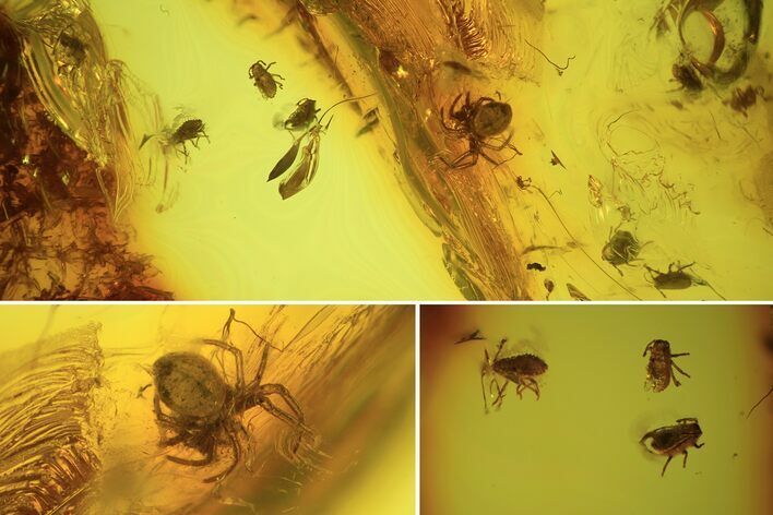 Fossil Aphids (Sternorrhyncha) In Baltic Amber #93982